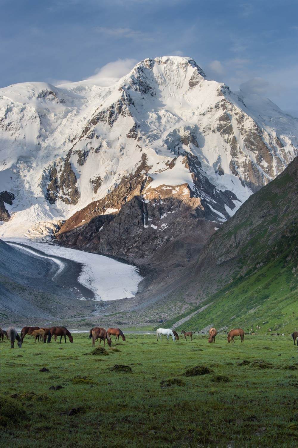 Horses under Karakol Peak