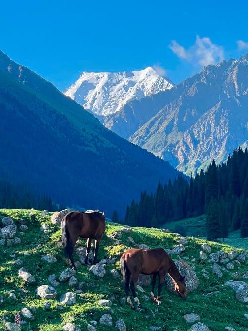 Wild horses during trip to Kyrgyzstan